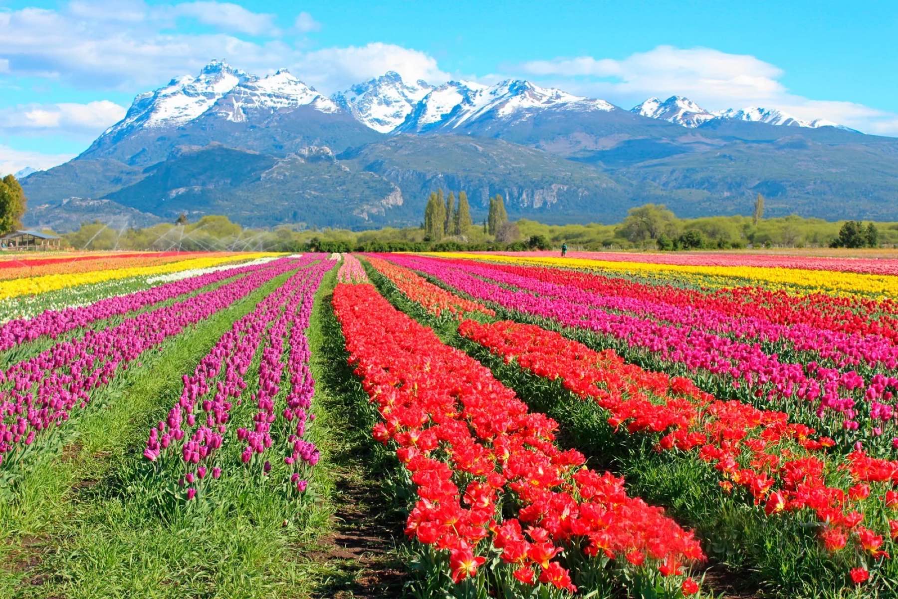 Seasonal tulip fields near Trevelin in Chubut, Patagonia