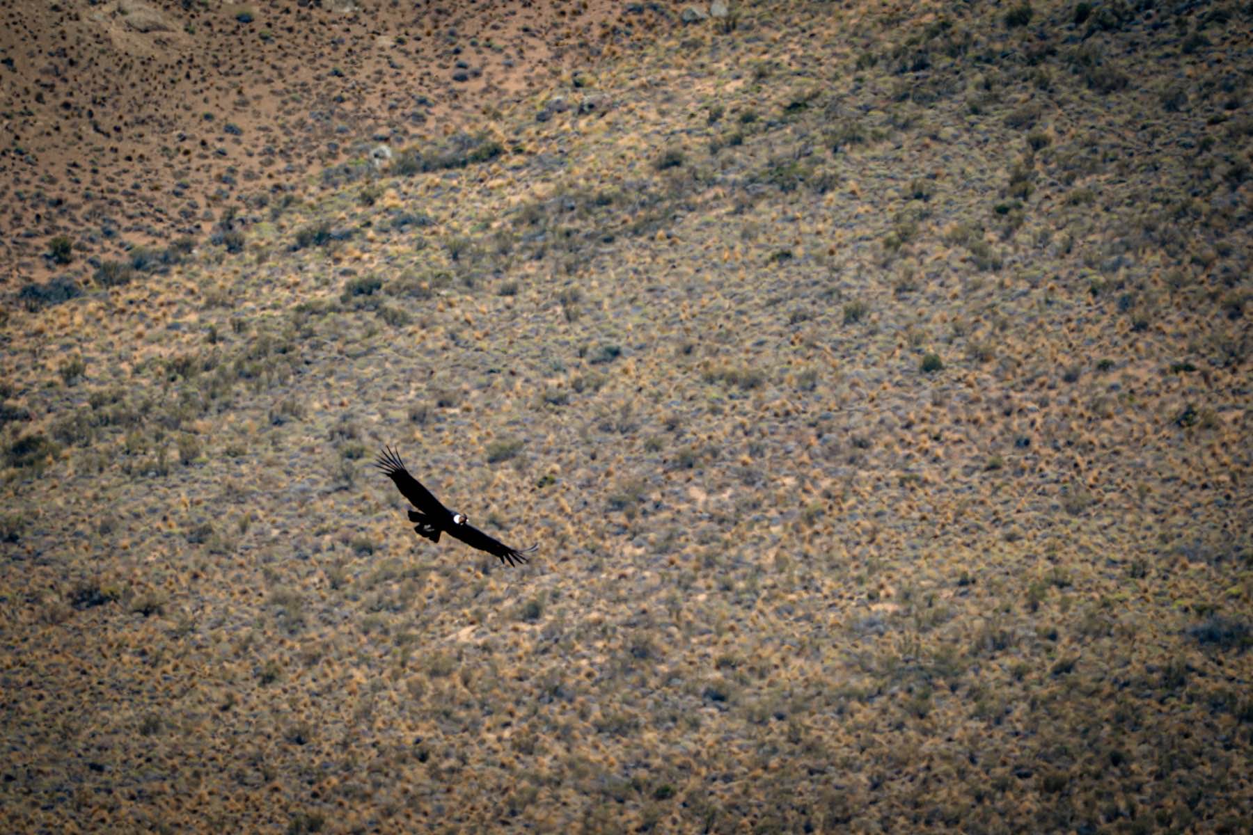 A condor flying over the estancia
