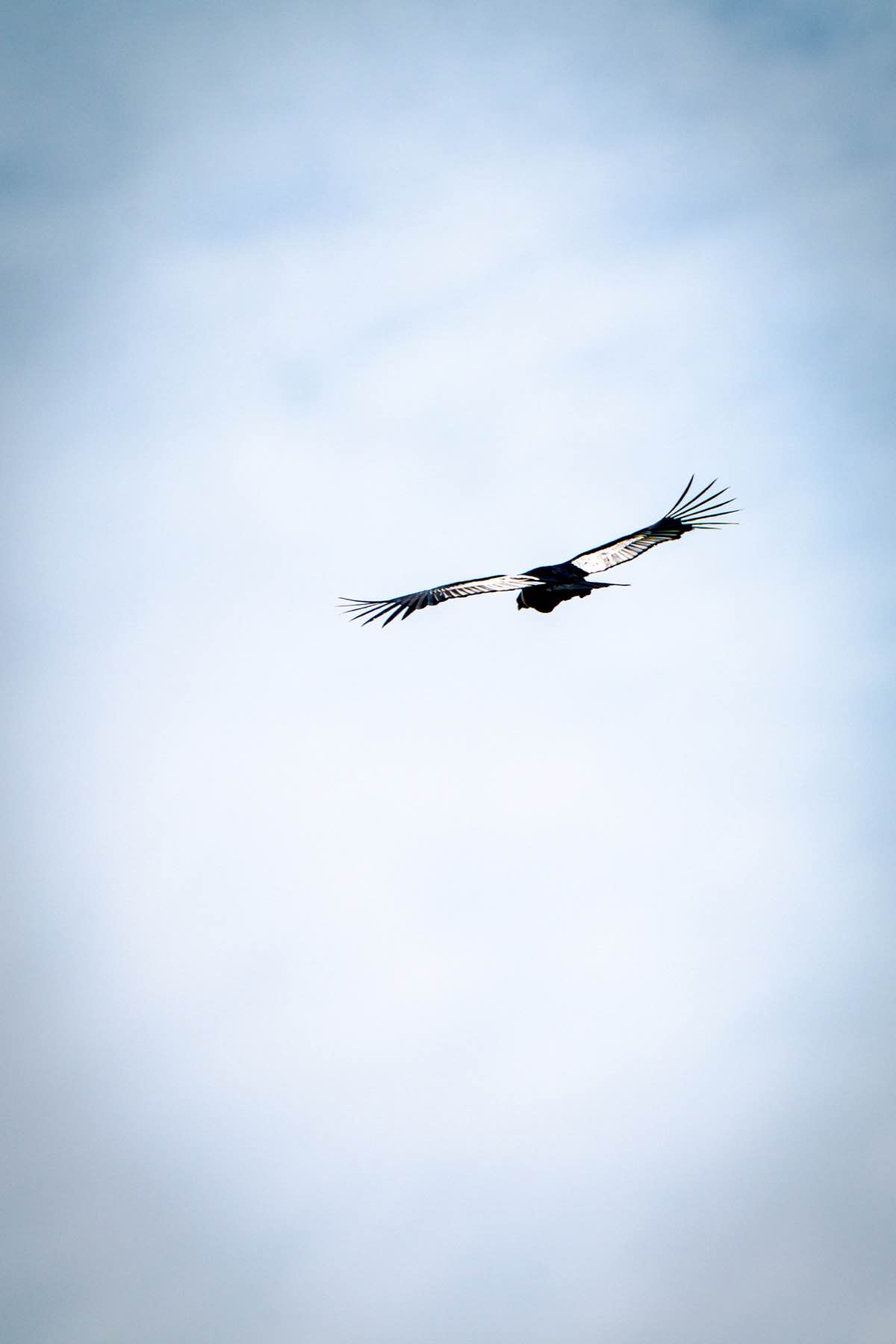 Wildlife observation at Arroyo Pescado