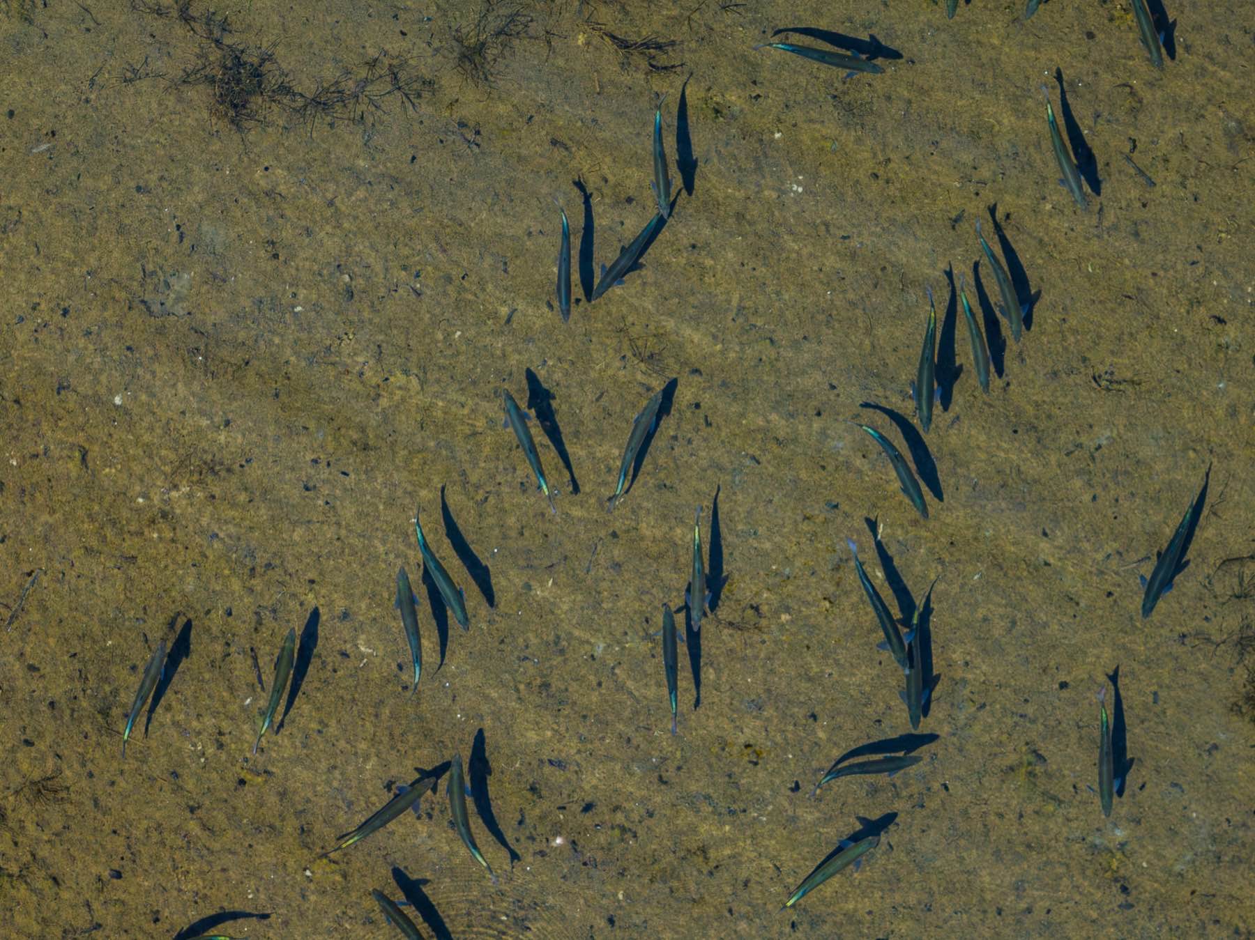 An angler fishing the creek