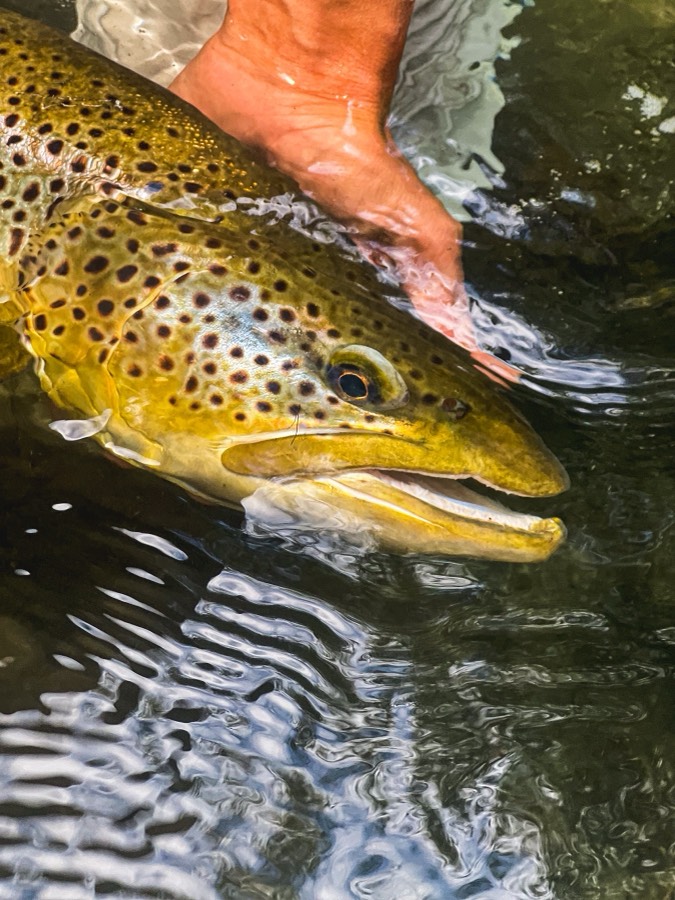 Arroyo Pescado: Fly Fishing, photo 3 of 13