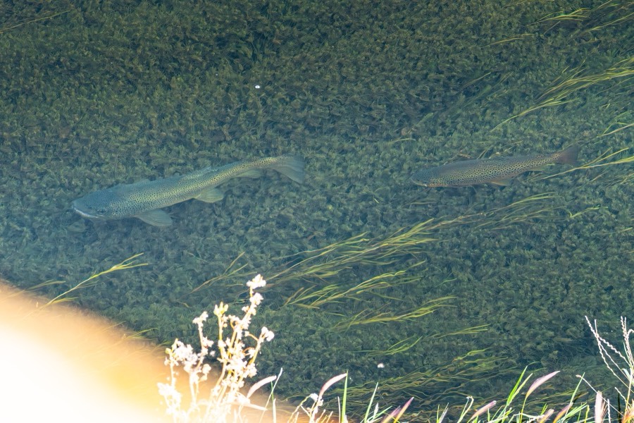 Arroyo Pescado: Fly Fishing, photo 4 of 13