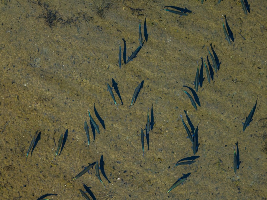 Arroyo Pescado: Fly Fishing, photo 5 of 13