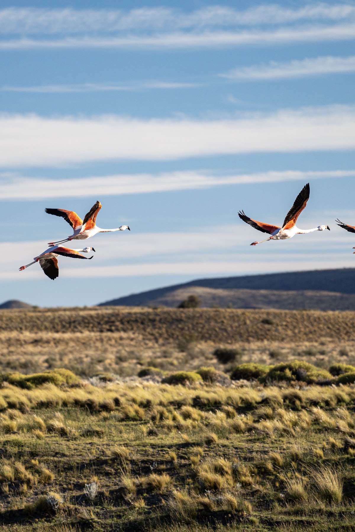 Wildlife at Arroyo Pescado