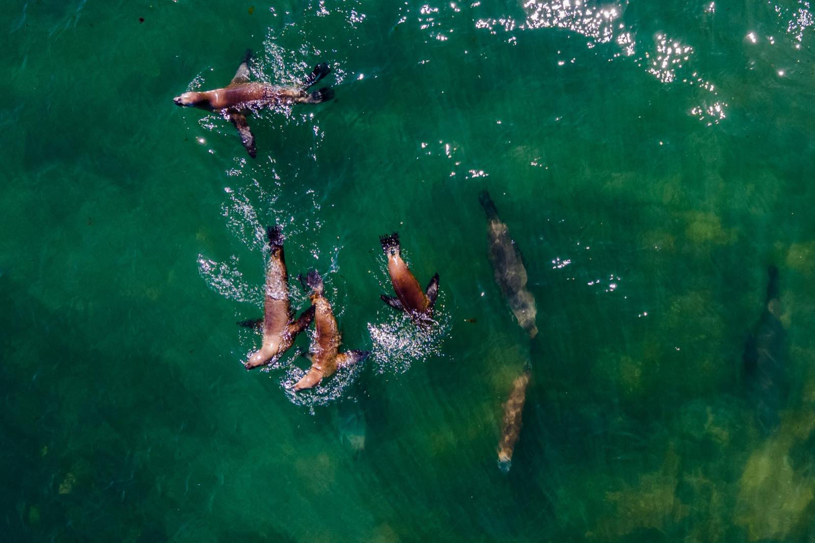 Sea lions in the Atlantic at Bahía Bustamante