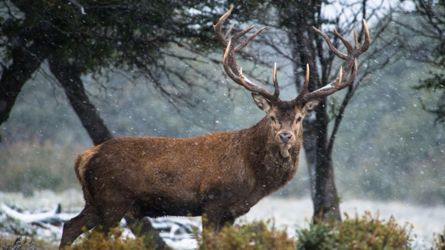 Southland Outfitter: the Hunt, photo 8 of 17