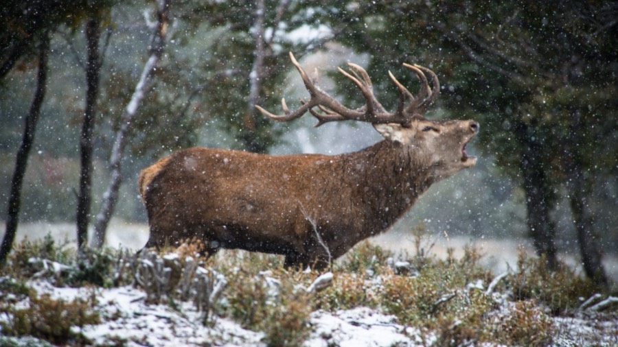 Southland Outfitter: the Hunt, photo 9 of 17