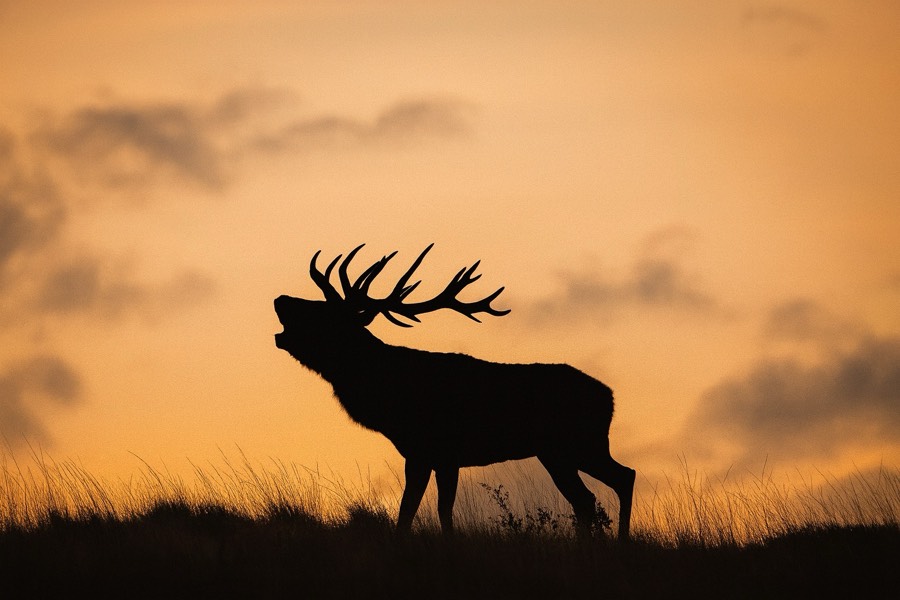 Southland Outfitter: the Hunt, photo 11 of 17
