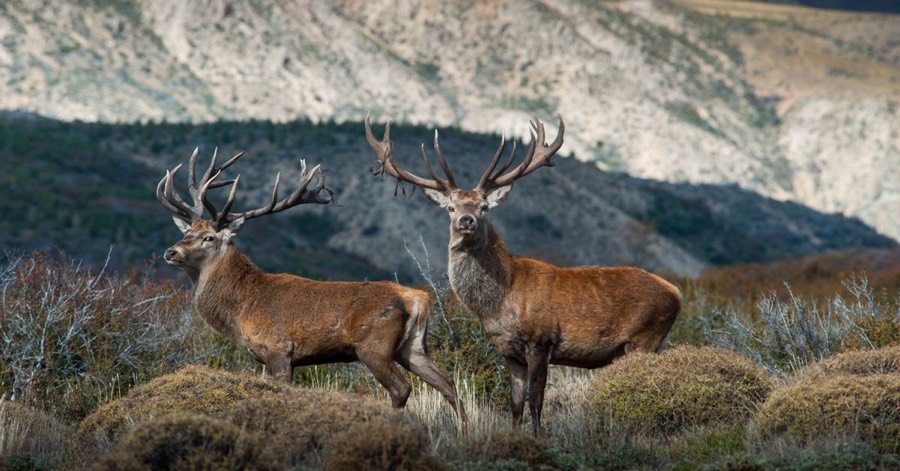 Southland Outfitter: the Hunt, photo 12 of 17