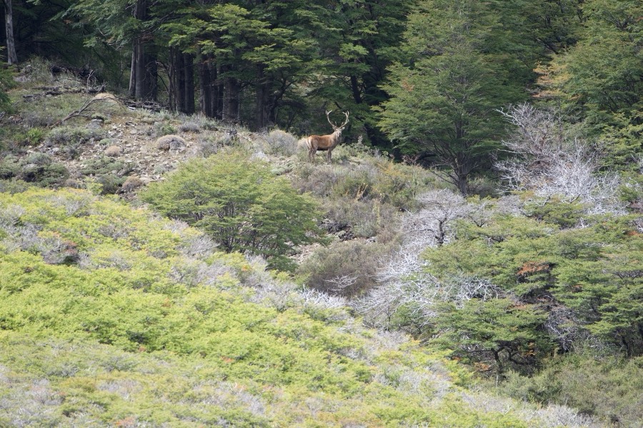 Southland Outfitter: the Hunt, photo 13 of 17