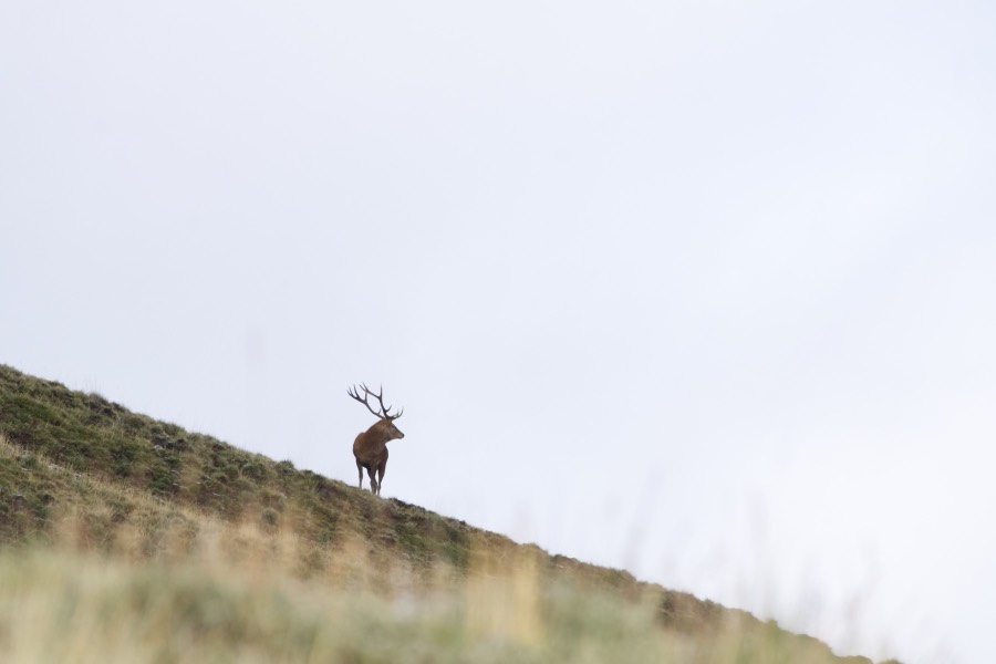 Southland Outfitter: the Hunt, photo 14 of 17
