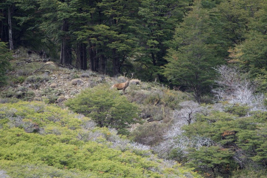 Southland Outfitter: the Hunt, photo 16 of 17