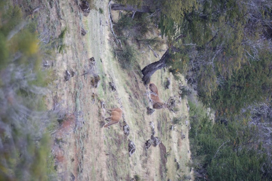 Southland Outfitter: the Hunt, photo 17 of 17