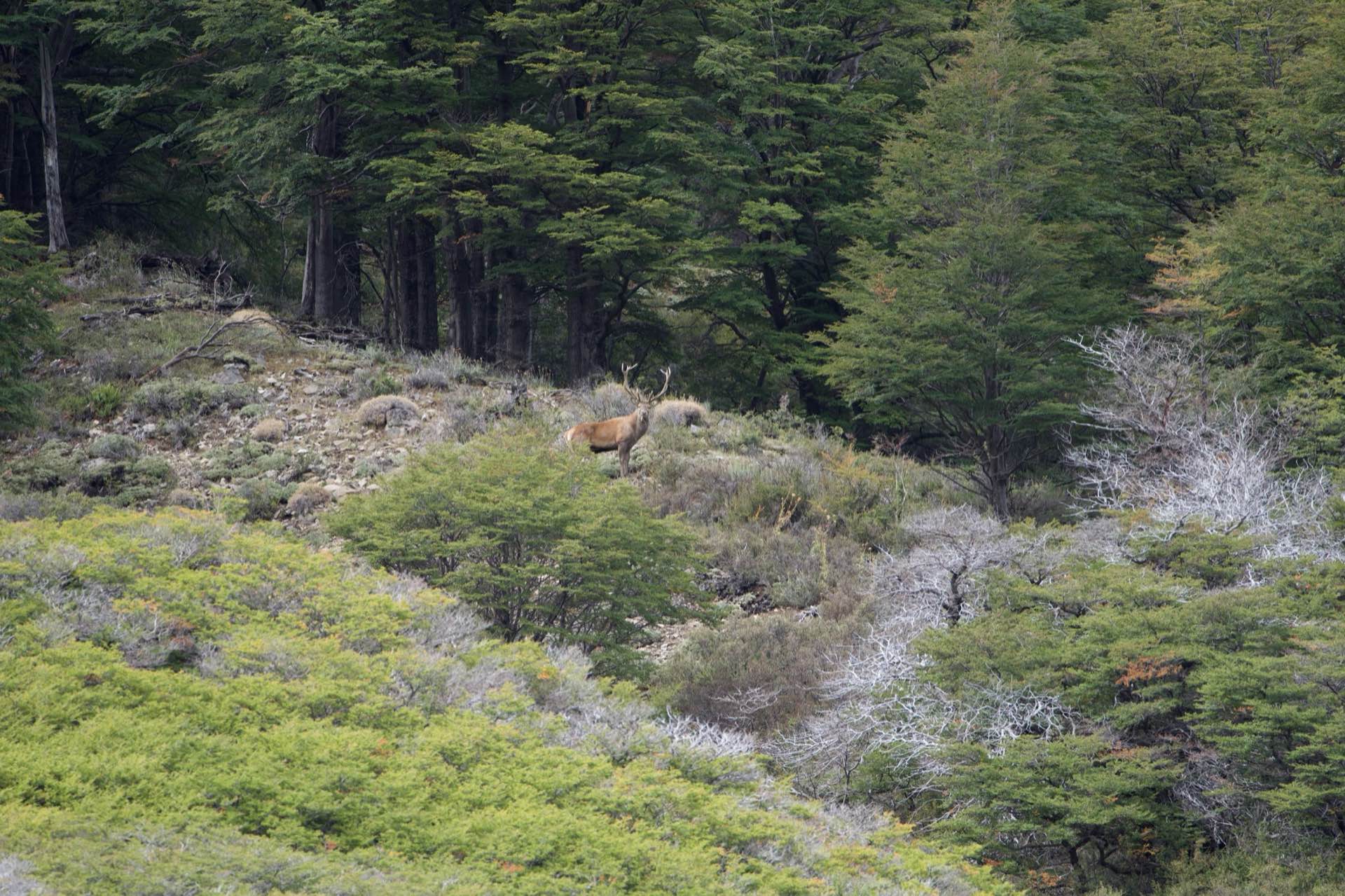 A red stag at the edge of the native forest