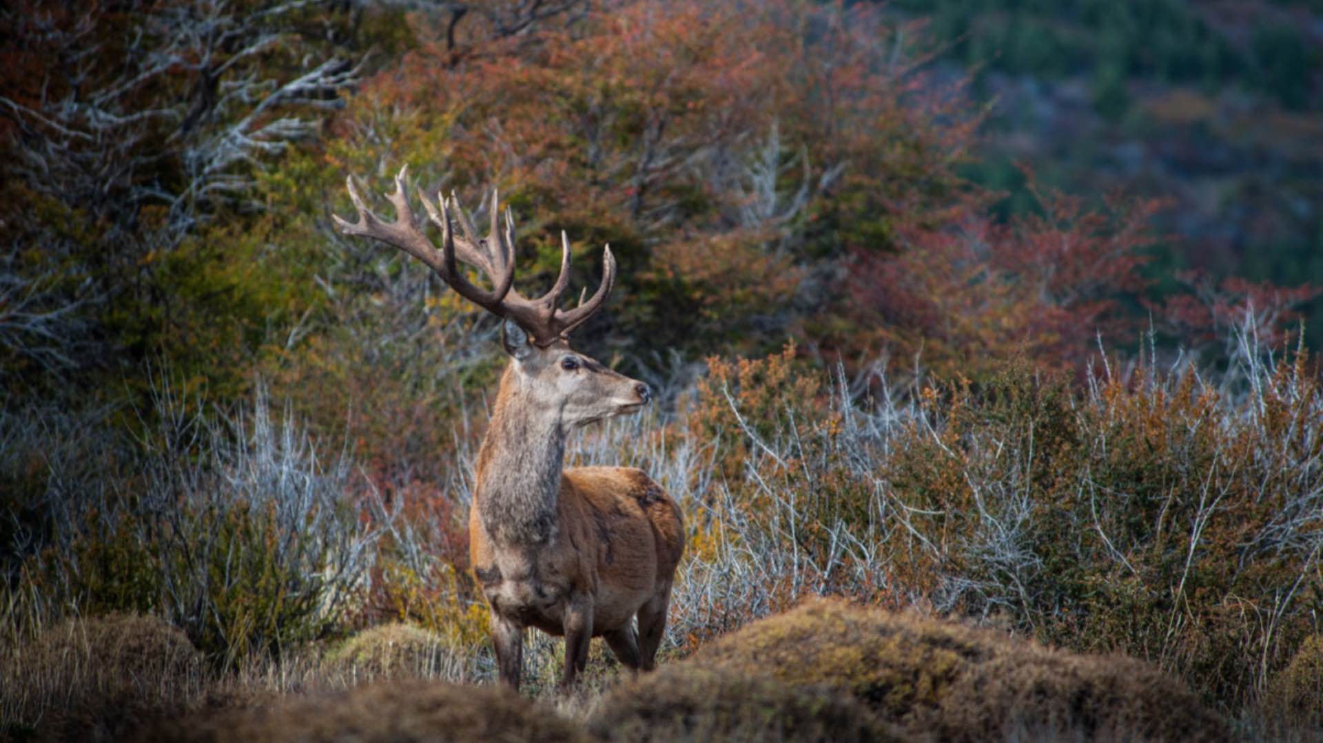 A red stag among the autumn colours of the forest