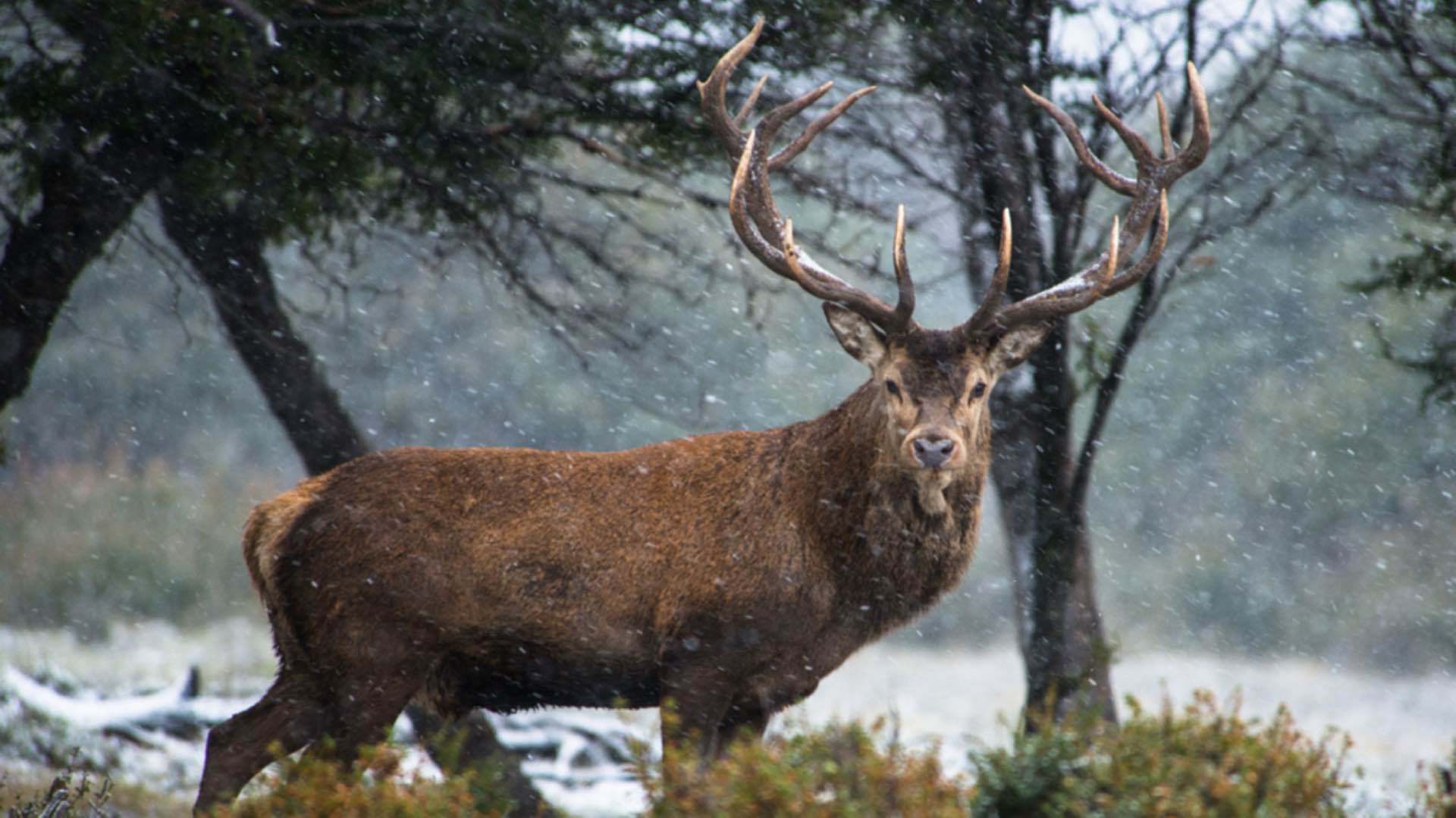 A red stag standing in falling snow