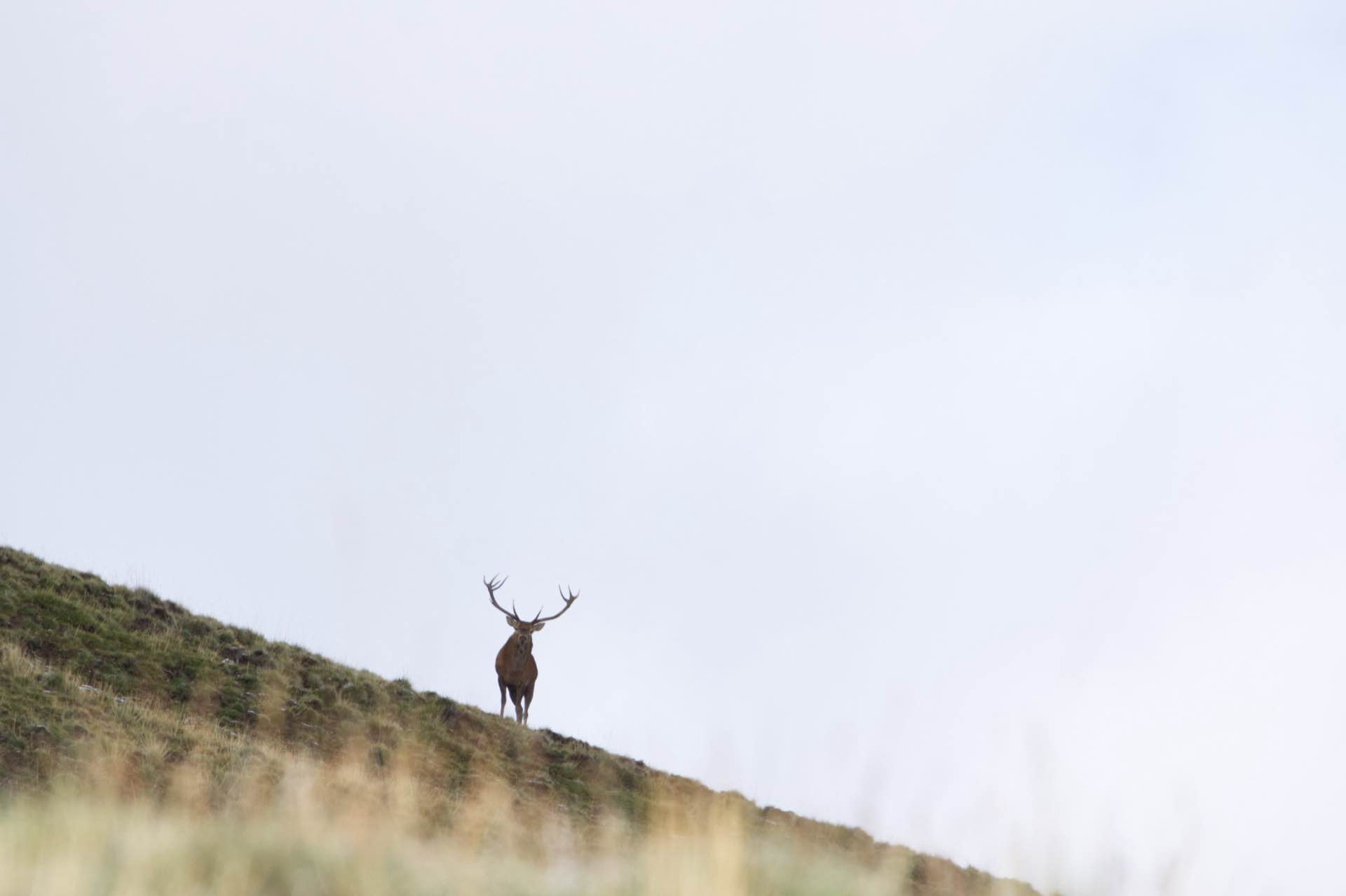 A red stag on a ridge against the sky